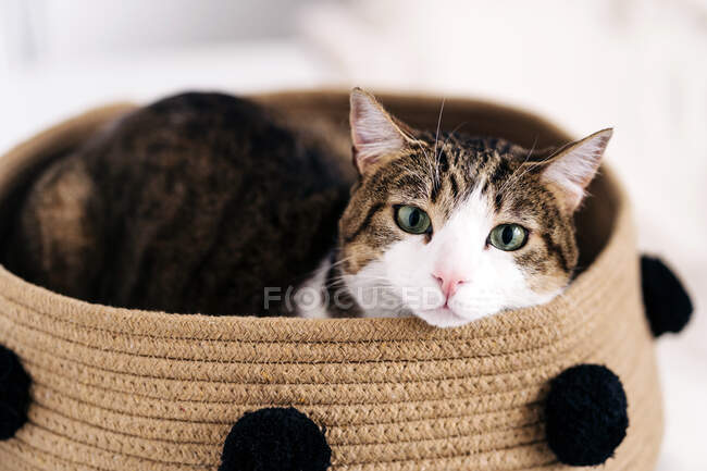 Очаровательная кошка с внимательным взглядом смотрит вверх, лежа в корзине в комнате светлого дома — стоковое фото