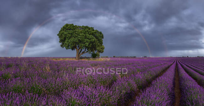 Majestic scenery of blooming lavender flowers and green tree growing in field under rainbow in cloudy sky — Stock Photo