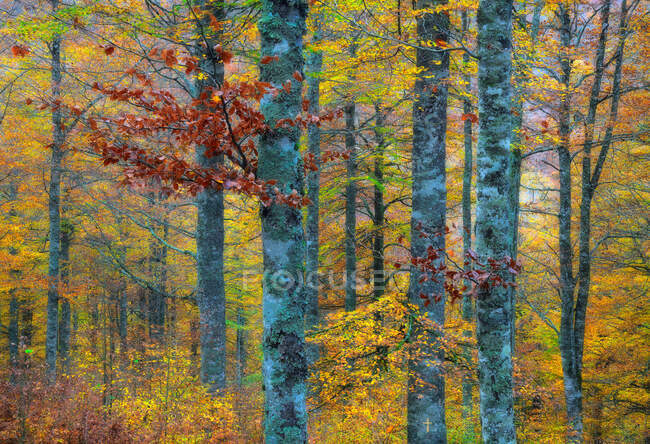 Picturesque scenery of autumnal wood with colorful foliage trees during fall season — Stock Photo