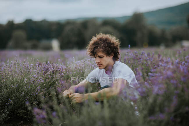 Vista lateral del hombre con flores en la mano sentado en el campo de lavanda floreciente y disfrutando de la naturaleza mientras mira hacia abajo - foto de stock