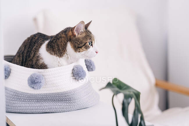 Entzückende Katze mit braunem und weißem Fell sitzt in weichem Korb und schaut im Hauszimmer weg — Stockfoto