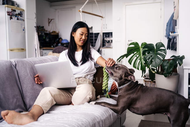 Alegre mujer étnica con netbook sentado en el sofá mientras acaricia American Staffordshire Terrier en la sala de estar - foto de stock