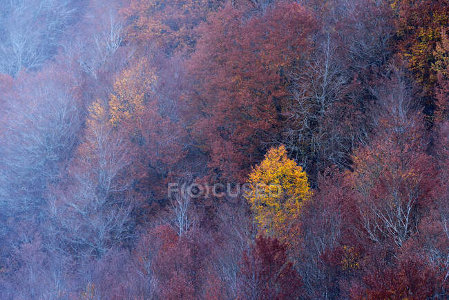 Vista aerea panoramica di boschi decidui con alberi colorati che crescono sul pendio in autunno — Foto stock