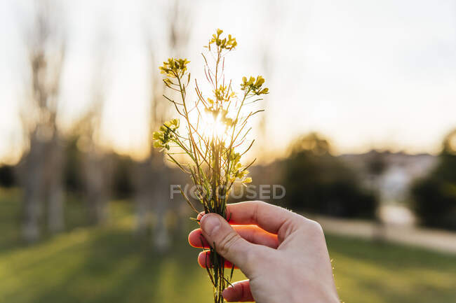 Cultive a pessoa irreconhecível com flor selvagem amarela florescendo no fundo do céu pôr-do-sol na primavera — Fotografia de Stock