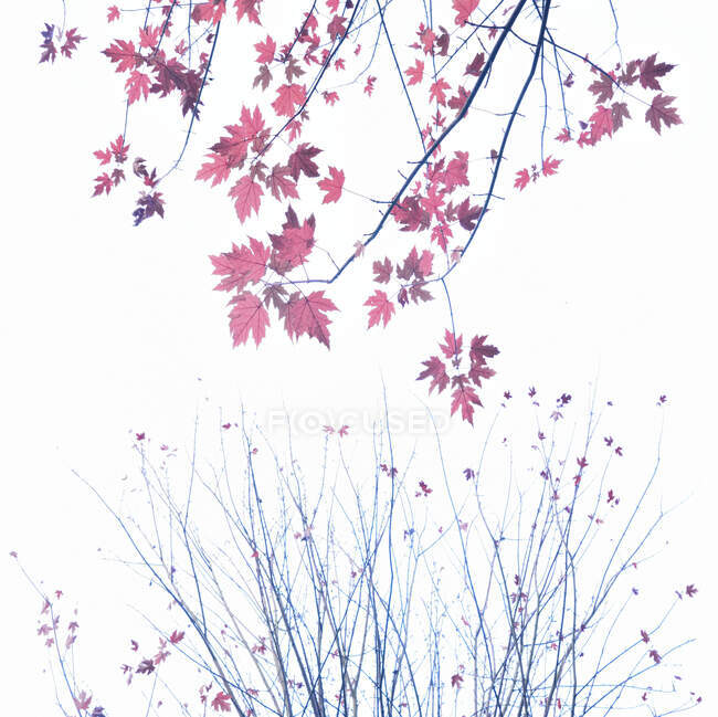 Da sotto di acero con foglie rosse che crescono in boschi su sfondo di cielo grigio in autunno — Foto stock