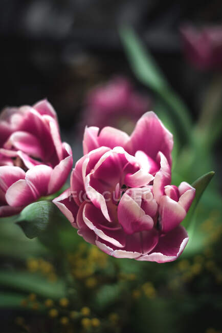 Nahaufnahme blühender rosa Blüten mit sanften Blütenblättern und grünen Blättern — Stockfoto