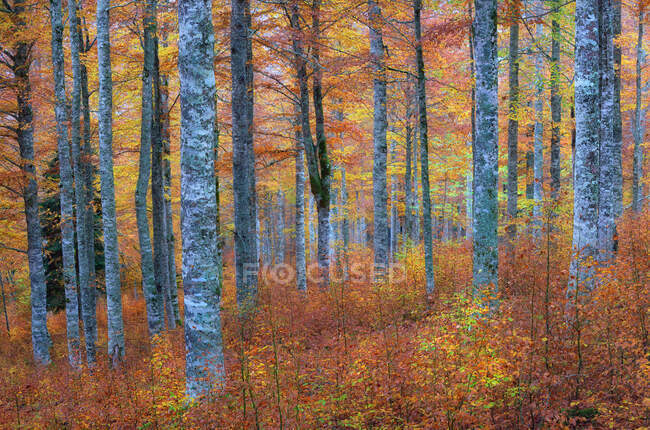Живописный пейзаж осеннего леса с красочными лиственными деревьями в осенний сезон — стоковое фото