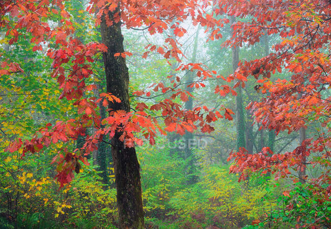 Picturesque scenery of autumnal wood with colorful foliage trees during fall season — Stock Photo