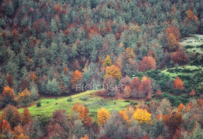 Drone view of picturesque scenery of trees with colorful foliage growing in forest in fall — Stock Photo