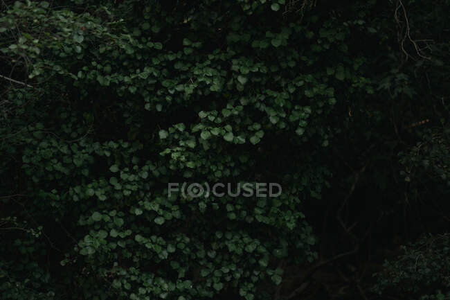 Fondo de marco completo de hojas verdes de árboles que crecen en bosque oscuro durante el día - foto de stock