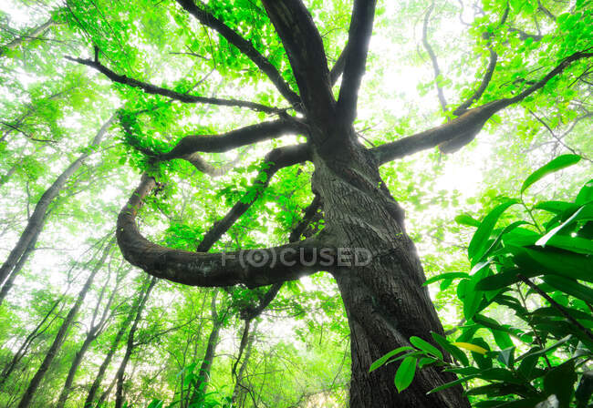 From below breathtaking twisted american oak in the forest with big branches — Stock Photo