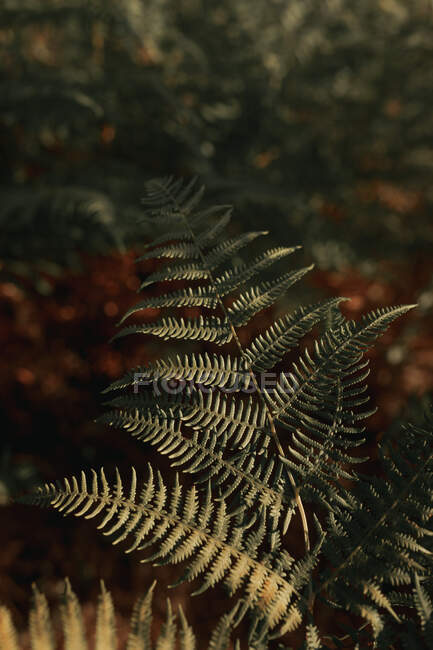 Feuilles vertes de fougère poussant à l'ombre dans la forêt le jour ensoleillé — Photo de stock