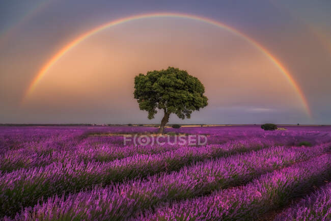 Majestätische Landschaft aus blühenden Lavendelblüten und grünem Baum, der im Feld unter Regenbogen am Himmel bei Sonnenuntergang wächst — Stockfoto