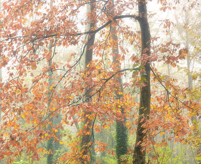 Pintoresco paisaje de madera otoñal con coloridos árboles de follaje durante la temporada de otoño - foto de stock