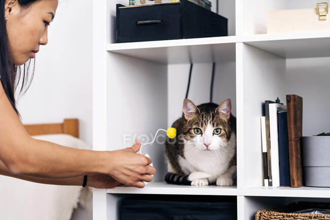 Crop ethnic female against adorable cat with brown and white coat sitting on shelf in house — Stock Photo