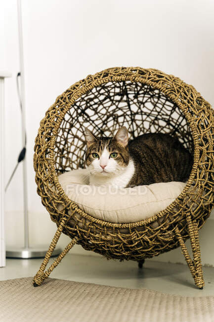 Очаровательный кот с коричневым и белым мехом лежит на плетеном доме, глядя на камеру в доме — стоковое фото