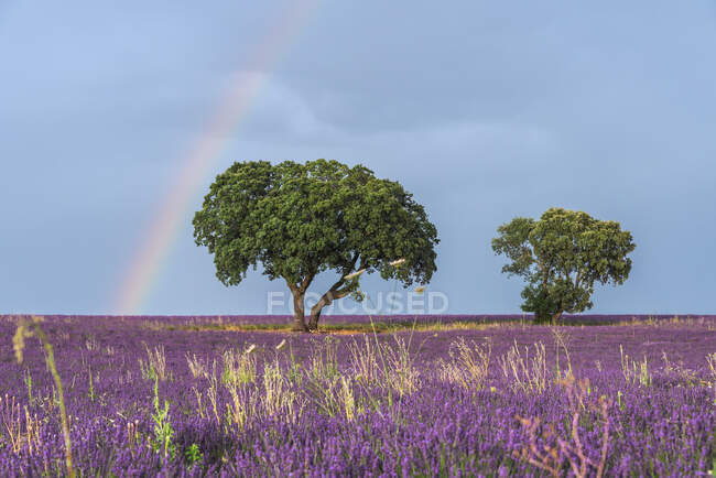 Majestätische Landschaft aus blühenden Lavendelblüten und grünem Baum, der auf einem Feld unter Regenbogen in blauem Himmel wächst — Stockfoto