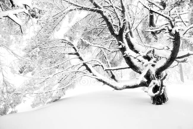 Удивительный пейзаж лиственного дерева, растущего в снежных лесах днем в зимнее время — стоковое фото