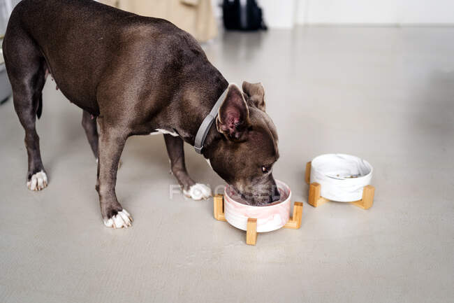 Purebred dog with brown coat in collar eating food from bowl on floor in light house — Stock Photo