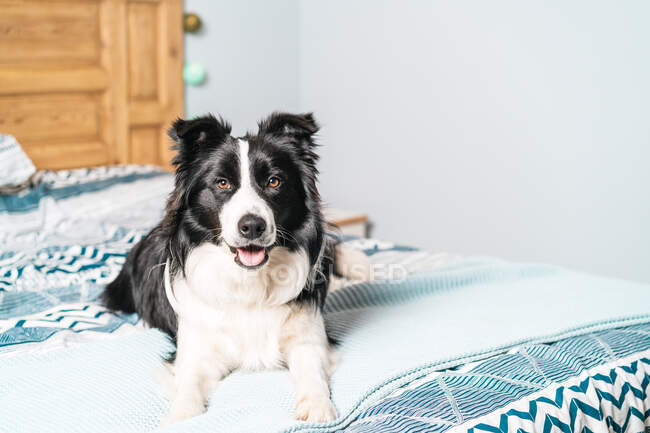 Retrato de um cão collie borda preto e branco sentado na cama olhando para a câmera no quarto — Fotografia de Stock