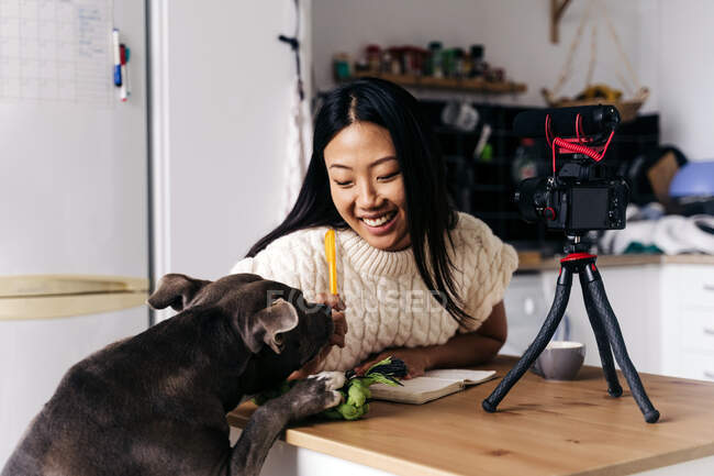 Молодая этническая веселая женщина-блогер с блокнотом, сидящей за столом и играющей с американским Стаффордширским терьером, записывающая с фотокамерой на штативе на кухне — стоковое фото