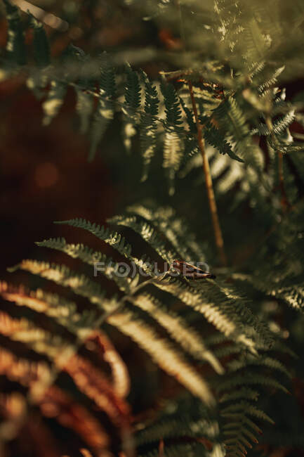 Grüne Blätter der Farnpflanze wachsen an sonnigen Tagen im Schatten im Wald — Stockfoto