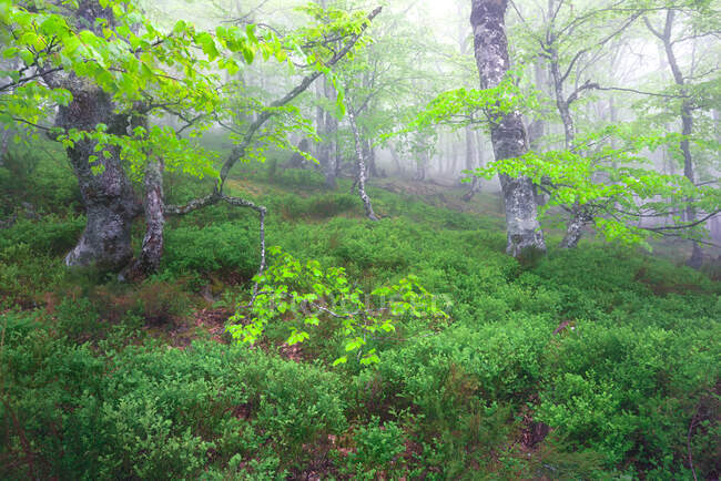 Scenic view of lush green meadow in forest on foggy day — Stock Photo