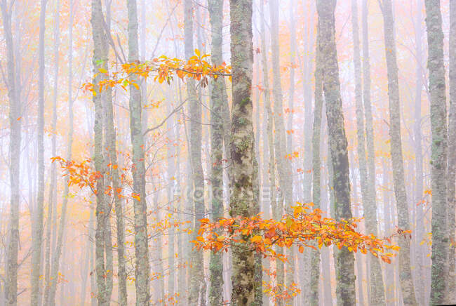 Malerische Landschaft aus herbstlichem Holz mit bunten Laubbäumen während der Herbstsaison — Stockfoto