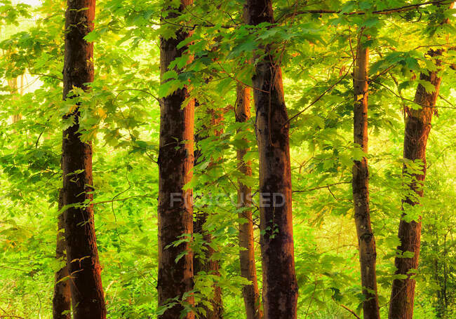 Vista panorámica del exuberante prado verde en el bosque en el día de niebla - foto de stock