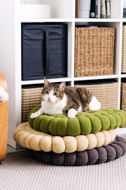 Adorable cat with brown and white fur lying on pile of assorted rugs while looking away in house — Stock Photo