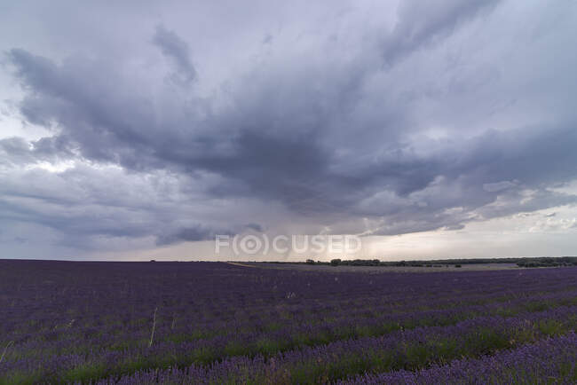 Spettacolare vista di file di fioritura campo di lavanda sotto il cielo temporale in estate — Foto stock