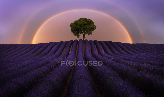 Majestic scenery of blooming lavender flowers and green tree growing in field under rainbow in sunset sky — Stock Photo