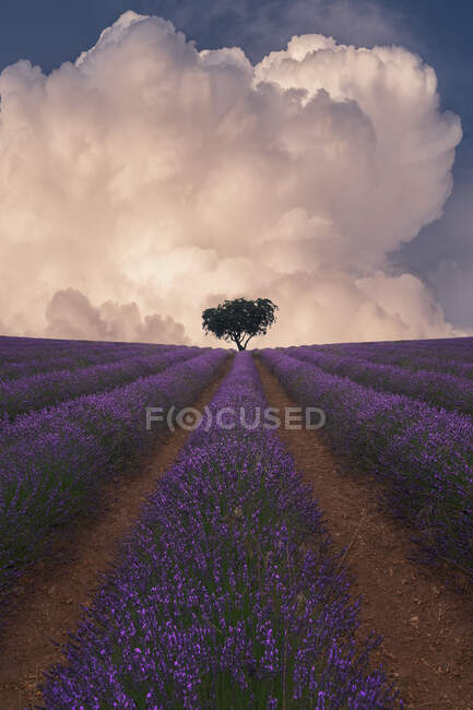 Espectacular paisaje de árbol verde solitario creciendo en el campo de lavanda floreciente púrpura en el fondo del cielo azul con nubes esponjosas - foto de stock