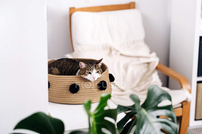 Gatto adorabile con sguardo attento alzando lo sguardo mentre giaceva nel cestino nella stanza della casa luminosa — Foto stock