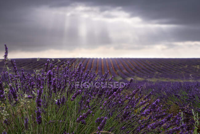 Vue spectaculaire des rangées de champs de lavande en fleurs sous le ciel orageux en été — Photo de stock