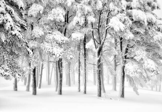 Дивовижні краєвиди дерев у сніжних лісах узимку. — стокове фото