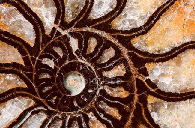 Um extinto invertebrado marinho Marrocos. Existente durante o período Cretáceo. Durante a fossilização a concha foi substituída por um composto de ferro. — Fotografia de Stock