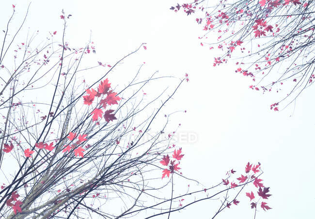 Von unten Ahorn mit roten Blättern, die im Wald vor grauem Himmel im Herbst wachsen — Stockfoto