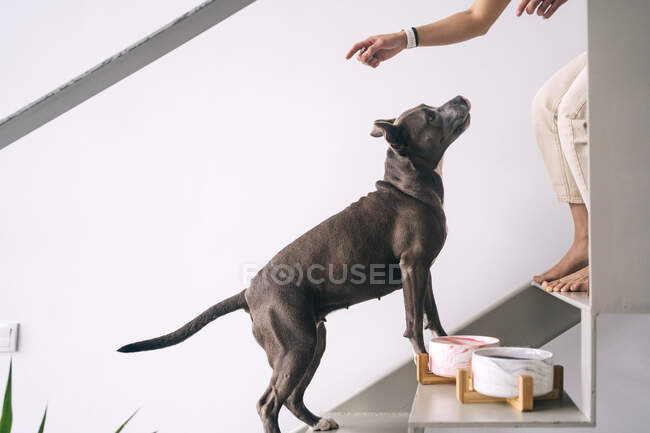 Vista laterale del raccolto irriconoscibile femmina a piedi nudi che punta con il dito sopra American Staffordshire Terrier sulle scale in casa — Foto stock