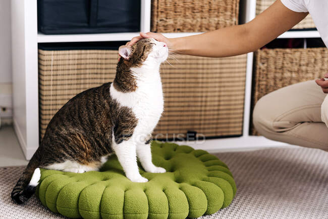 Crop unrecognizable person stroking adorable cat with closed eyes sitting on soft rug in house room — Stock Photo