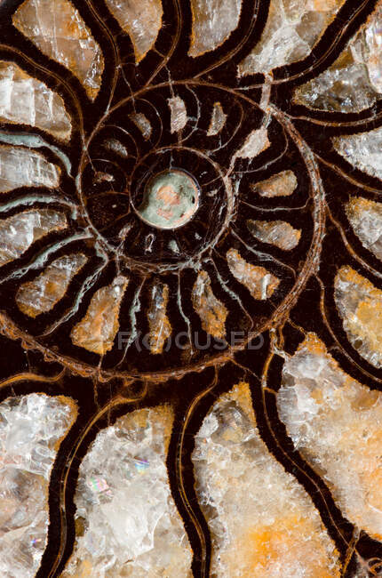 Ein ausgestorbenes wirbelloses Meerestier in Marokko. Existierte in der Kreidezeit. Während der Versteinerung wurde die Schale durch eine Eisenverbindung ersetzt. — Stockfoto