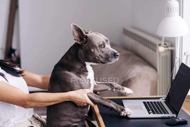 Вид сбоку неузнаваемой женщины с AmStaff, отводящей взгляд на нетбук с черным экраном дома — стоковое фото
