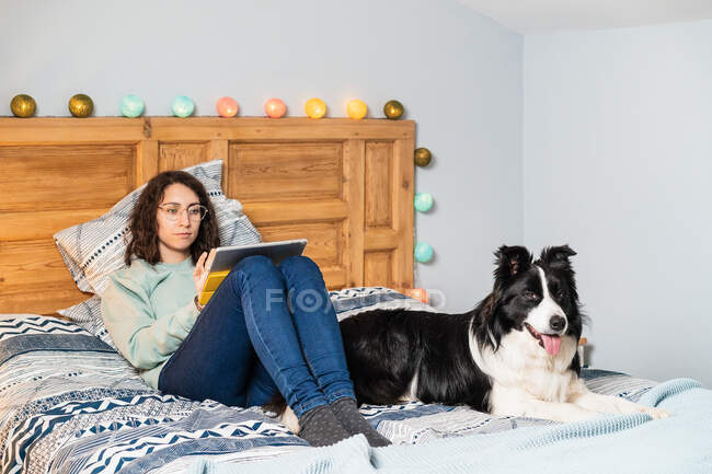 Young Woman in glasses with border collie dog lying on bed browsing on a tablet at home — Stock Photo