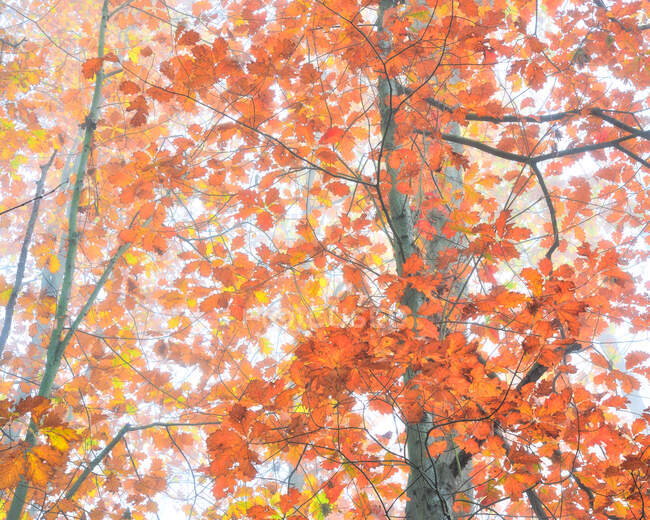 Dal basso di quercia alta con foglie colorate che crescono nei boschi in autunno — Foto stock