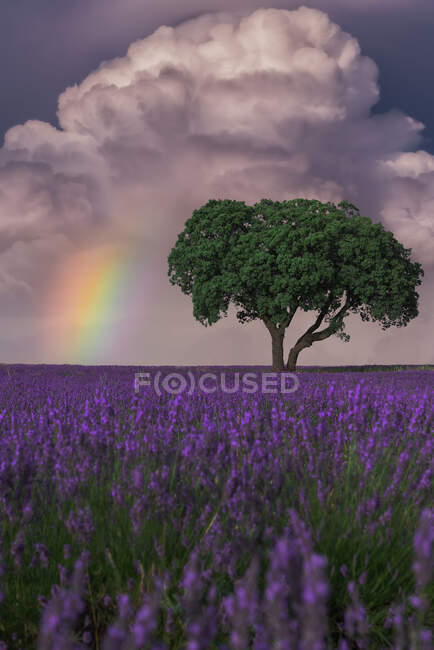 Paysage majestueux de fleurs de lavande en fleurs et d'arbres verts poussant dans les champs sous l'arc-en-ciel dans un ciel nuageux — Photo de stock