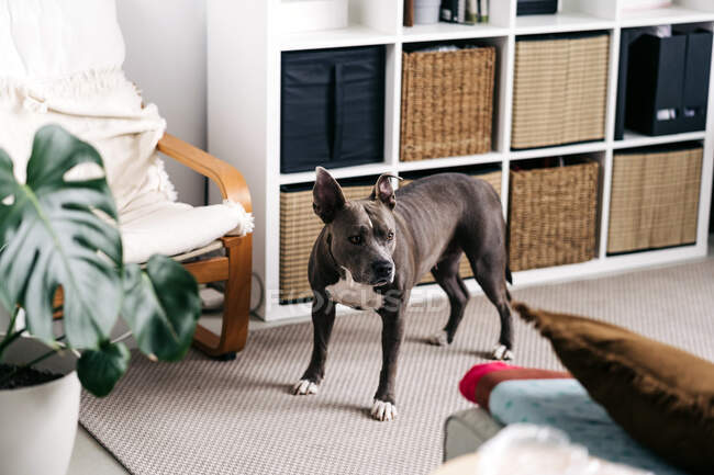 American Staffordshire Terrier con cappotto marrone e bianco in piedi sul pavimento contro la poltrona e guardando avanti a casa — Foto stock