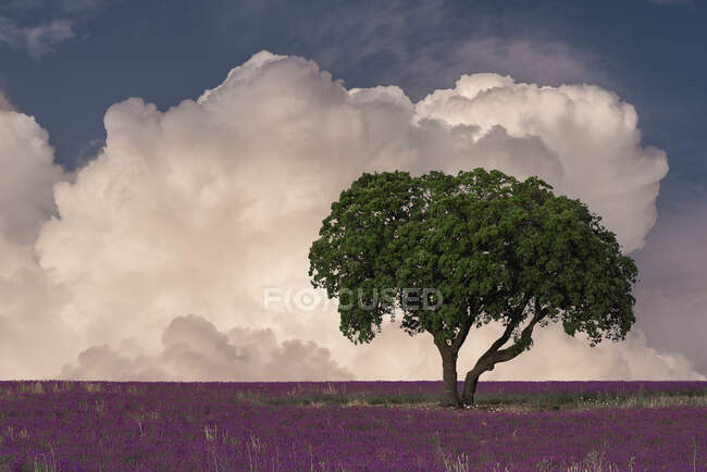 Захватывающий пейзаж одинокого зеленого дерева, растущего в фиолетовом цветущем лавандовом поле на фоне голубого неба с пушистыми облаками — стоковое фото