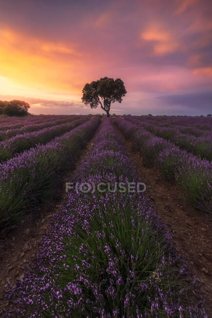 Maestoso scenario di albero solitario che cresce in campo con fiori di lavanda in fiore sullo sfondo del cielo colorato tramonto — Foto stock