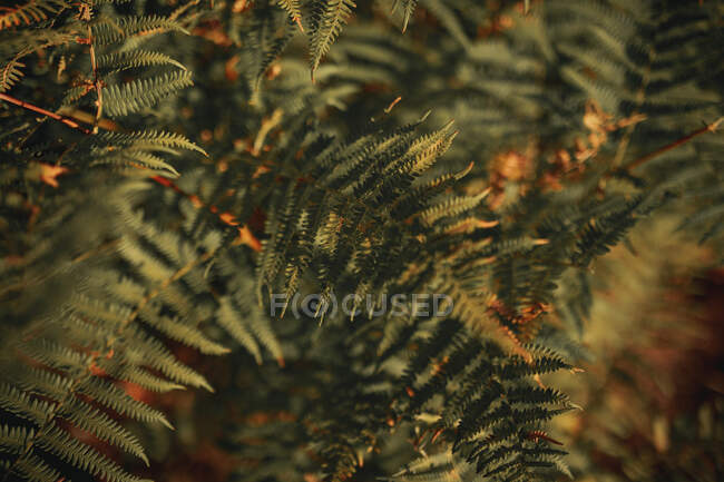 Foglie verdi di felce che crescono in ombra nella foresta nelle giornate di sole — Foto stock