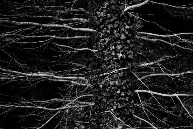 Tronco d'albero bianco e nero con rami senza foglie e edera che cresce nei boschi — Foto stock